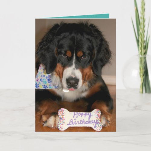 Bernese Mountain Dog Birthday  Card