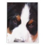 Bernese Mountain Dog Breed Temporary Tattoos
