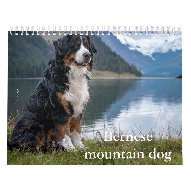 Bernese  mountain dog Calendar (Cover)