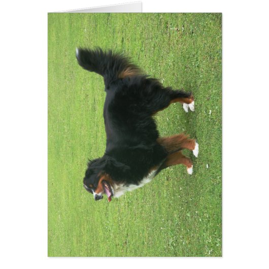 Bernese Mountain Dog Cards (Front)