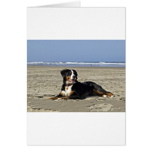 Bernese Mountain Dog Cards (Front)
