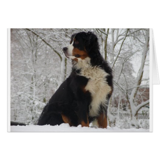 Bernese Mountain Dog Cards (Front Horizontal)