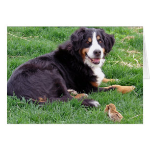 Bernese Mountain Dog Cards