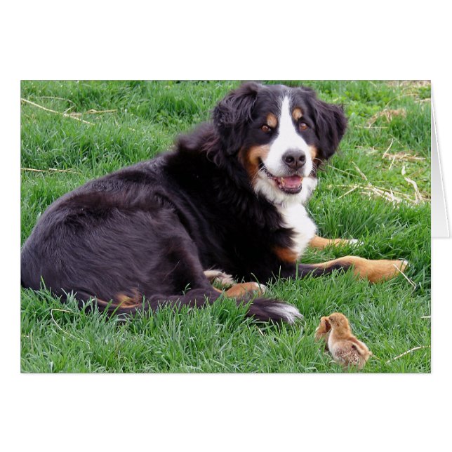  Bernese Mountain Dog  Cards (Front Horizontal)