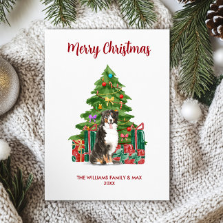 Bernese Mountain Dog Christmas Card