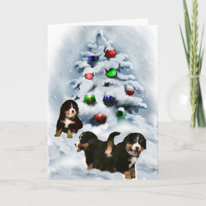 bernese mountain dog christmas