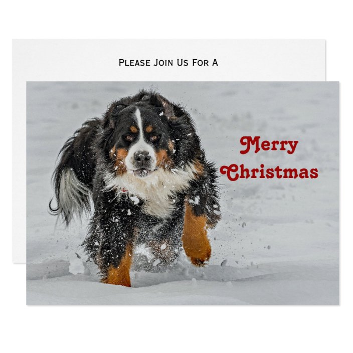 bernese mountain dog christmas