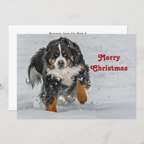 Bernese Mountain Dog Christmas Invitation