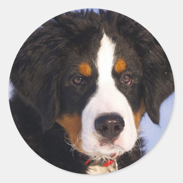 Bernese Mountain Dog Classic Round Sticker (Front)
