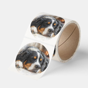 Bernese Mountain Dog Classic Round Sticker