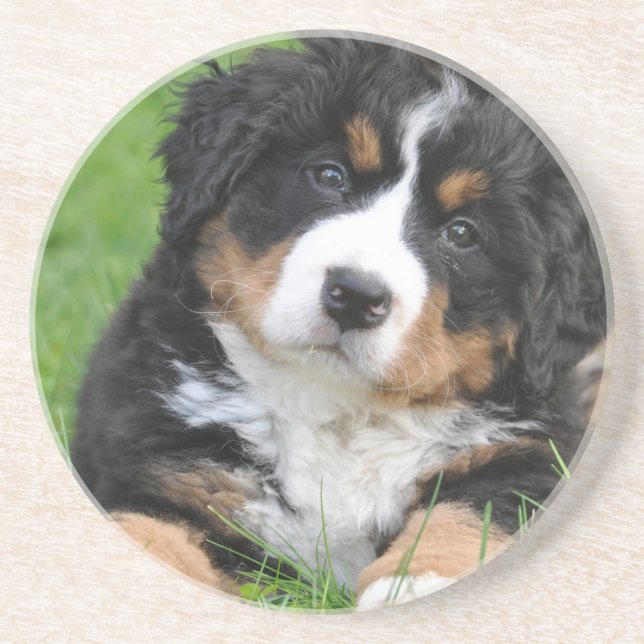 Bernese Mountain Dog Coaster (Front)