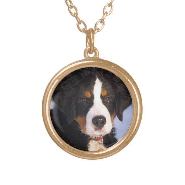 Bernese Mountain Dog - Cute Puppy Photo Gold Plated Necklace (Front)