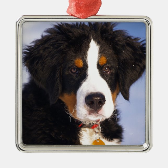Bernese Mountain Dog - Cute Puppy Photo Metal Ornament (Front)