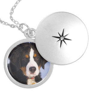 Bernese Mountain Dog - Cute Puppy Photo Silver Plated Necklace