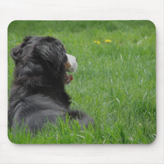 Bernese Mountain Dog Enjoys Sunshine Mouse Pad (Front)