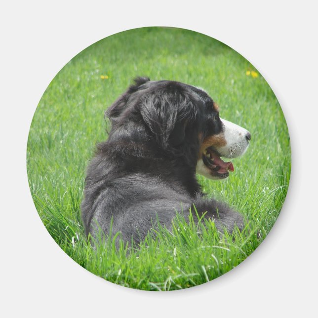 Bernese Mountain Dog Enjoys The Sun Magnet (Front)