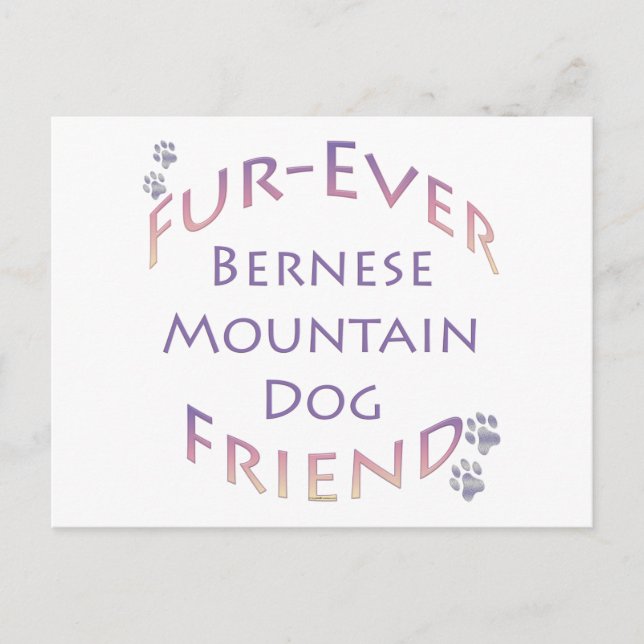 Bernese Mountain Dog Furever Postcard (Front)