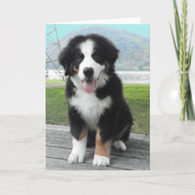 Bernese Mountain Dog Greeting Card (Front)