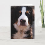 Bernese Mountain Dog Greeting Card