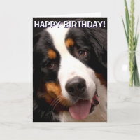 Bernese Mountain Dog greetings card