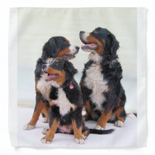 bernese mountain dog group bandana