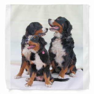 Collared Bernese Mountain Dog Portraits GreenVariety Face Scarf Wind Proof Seamless Face Scarf Multifunctional Bandanas Unisex Microfiber Variety Head Scarf Black 