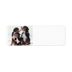 bernese mountain dog group label