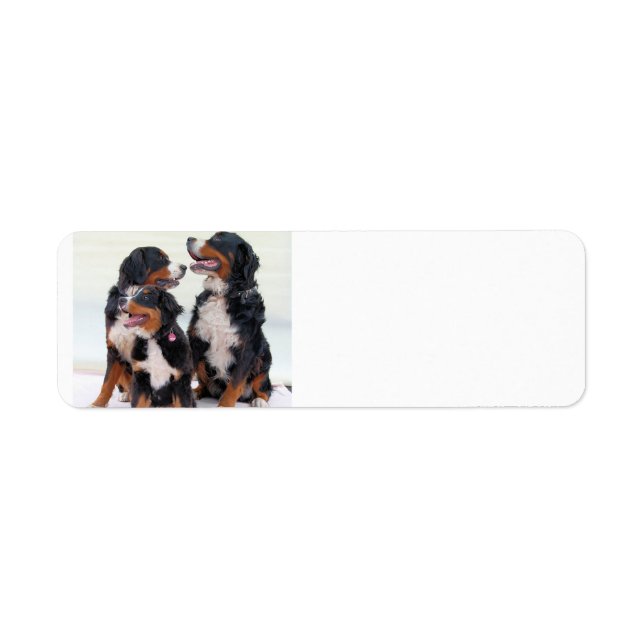 bernese mountain dog group label (Front)