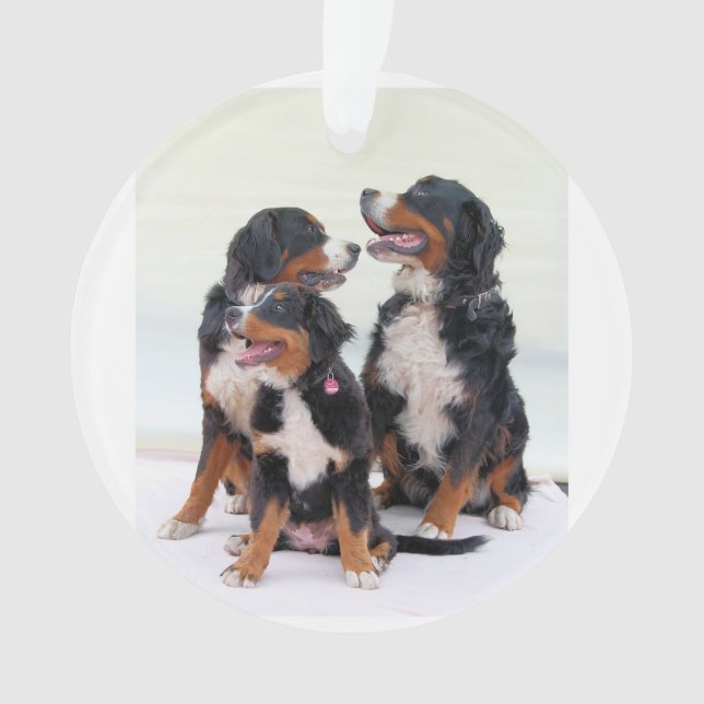 bernese mountain dog group ornament (Front)