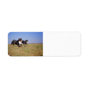 bernese mountain dog group second label