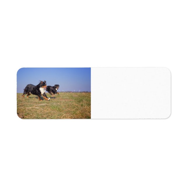 bernese mountain dog group second label (Front)