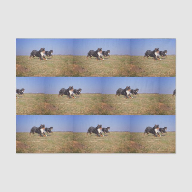 bernese mountain dog group second tissue paper (Front)