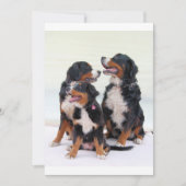 bernese-mountain-dog group sitting (Front)