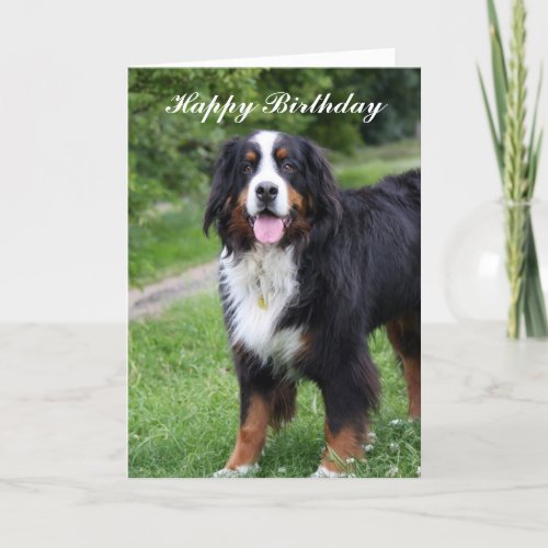 Bernese Mountain dog happy birthday greeting card