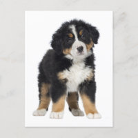 Bernese Mountain Dog Hello, Love, Sorry, Thank You