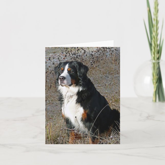 Bernese Mountain Dog Hello Love Thank You Sorry Card (Front)