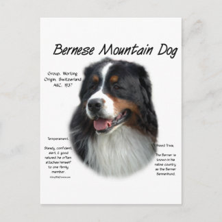 Bernese Mountain Dog History; All About Berners Postcard