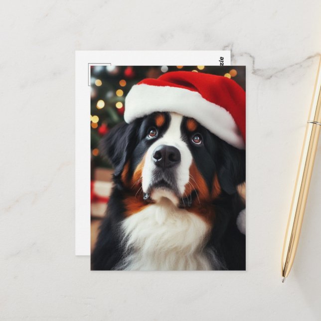 Bernese Mountain Dog in a Santa Hat Postcard (Front/Back In Situ)