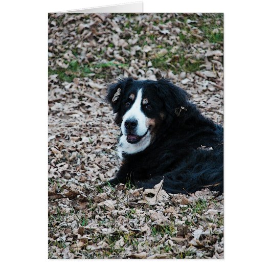 Bernese Mountain Dog in Autumn Cards (Front)