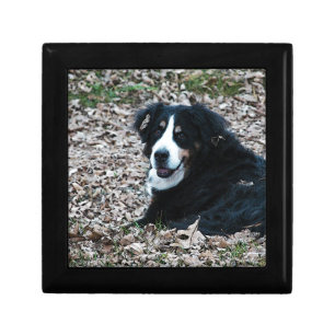 Bernese Mountain Dog in Autumn Keepsake Box