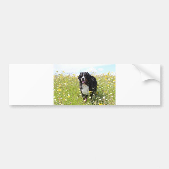 bernese mountain dog in field bumper sticker (Front)