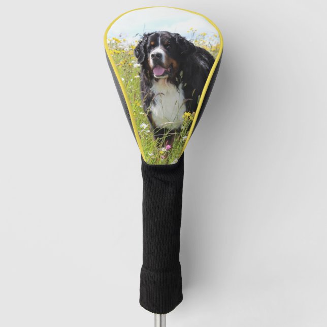 bernese mountain dog in field golf head cover (Front)
