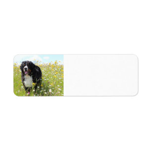 bernese mountain dog in field label