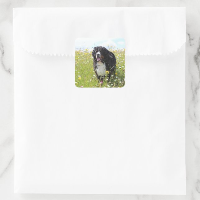 bernese mountain dog in field square sticker (Bag)
