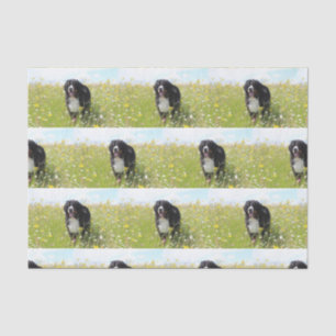bernese mountain dog in field tissue paper