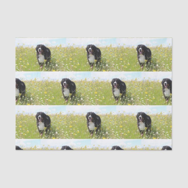 bernese mountain dog in field tissue paper (Front)