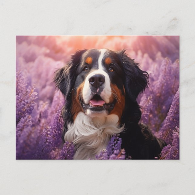 Bernese Mountain Dog in lavenders Postcard (Front)