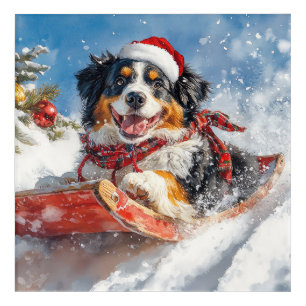 Bernese Mountain Dog in Sledge Christmas Acrylic Print