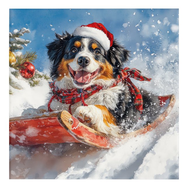 Bernese Mountain Dog in Sledge Christmas Acrylic Print (Front)
