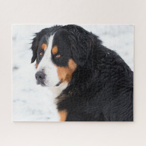 Bernese Mountain Dog in the snow Jigsaw Puzzle